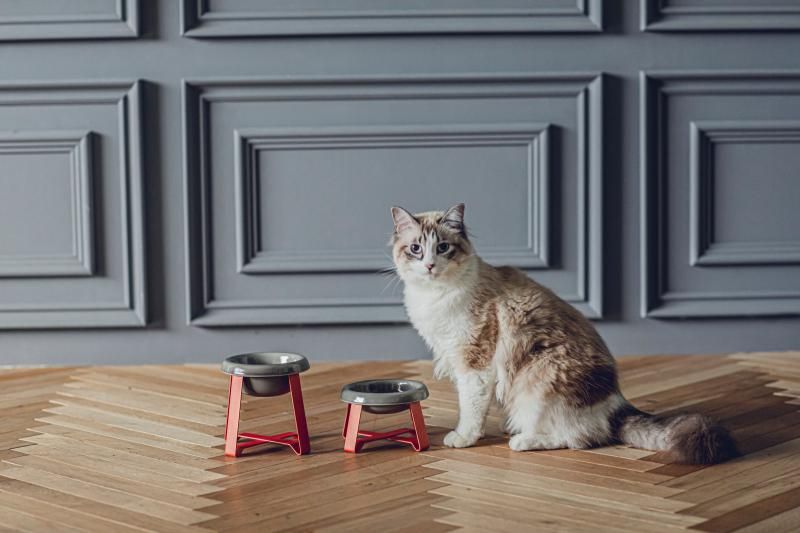 限定NEW COLORのご紹介