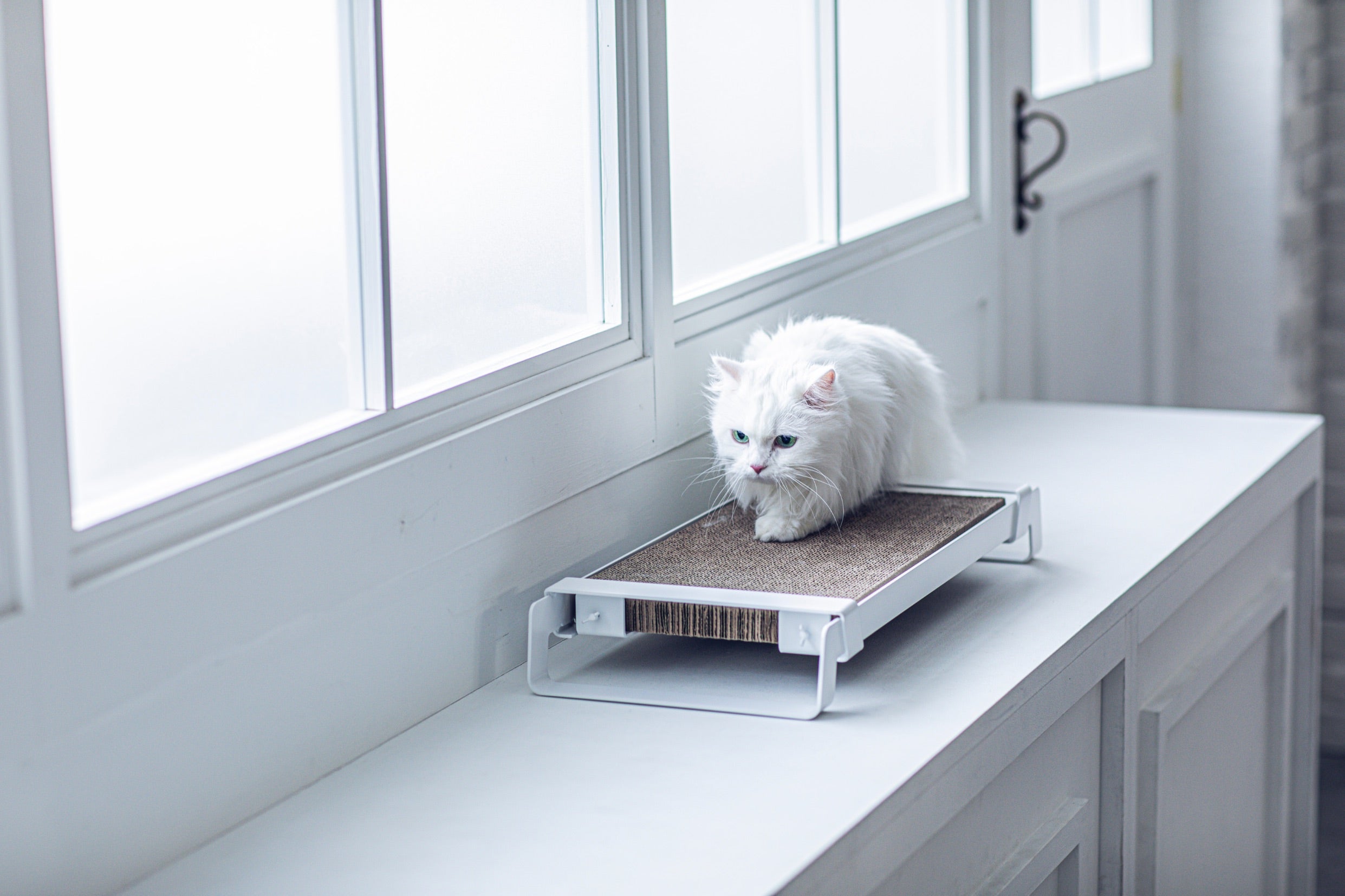 もっと近くに、より心地よく。PECOLO 公式サイトが新しくなりました。