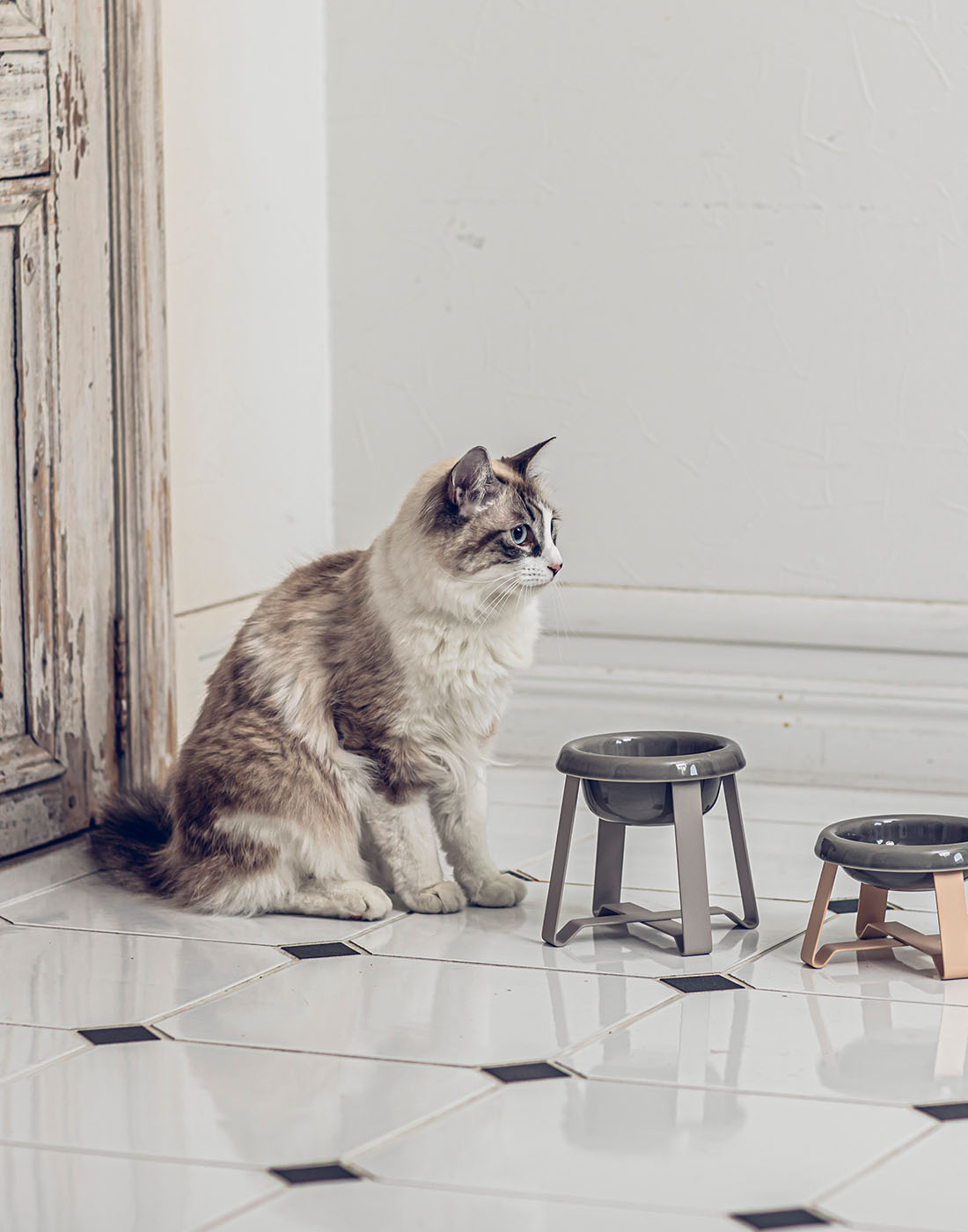 おまけ付pecolo Food Stand Zen Pet Diner 猫用食器 猫用品 おまけ付pecolo Food Stand Zen Pet Diner 猫用食器